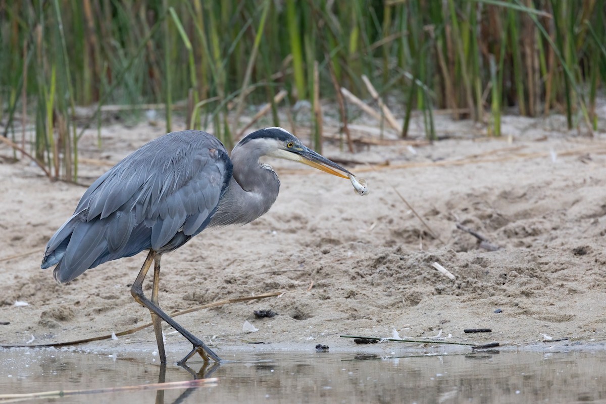 Great Blue Heron - ML361326851