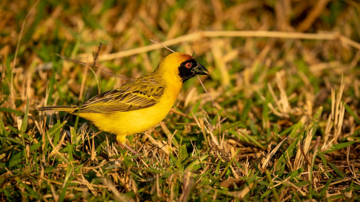 Southern Masked-Weaver - ML361327701