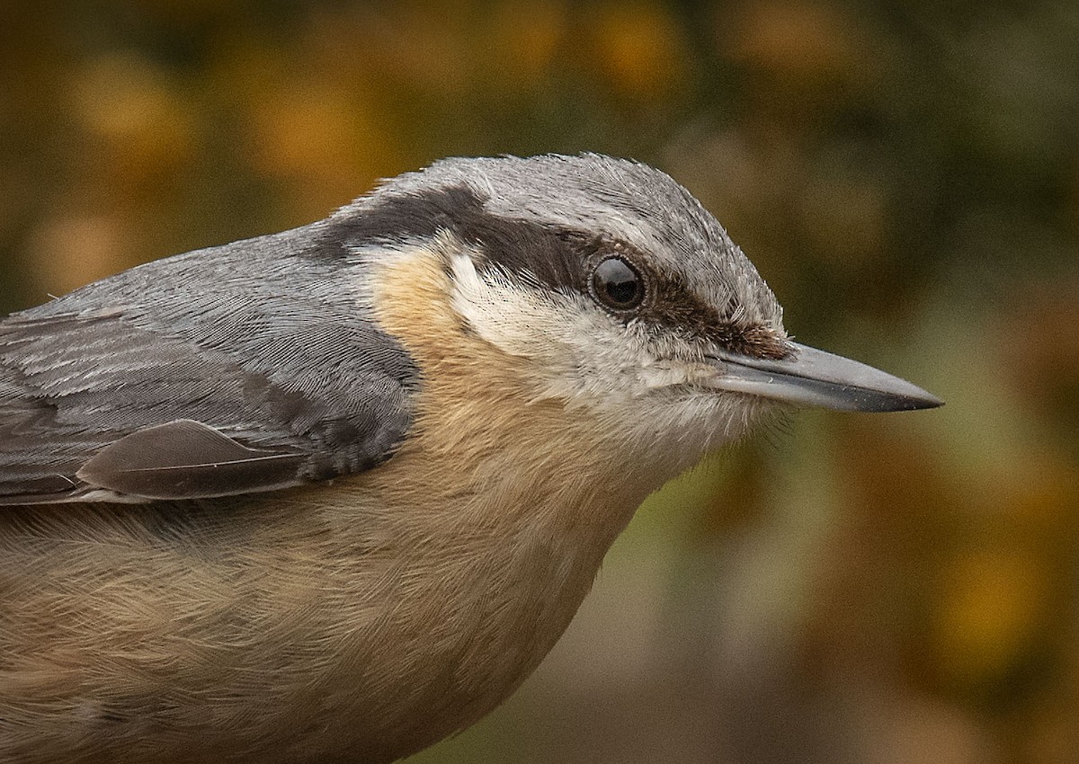 Eurasian Nuthatch - ML361329491