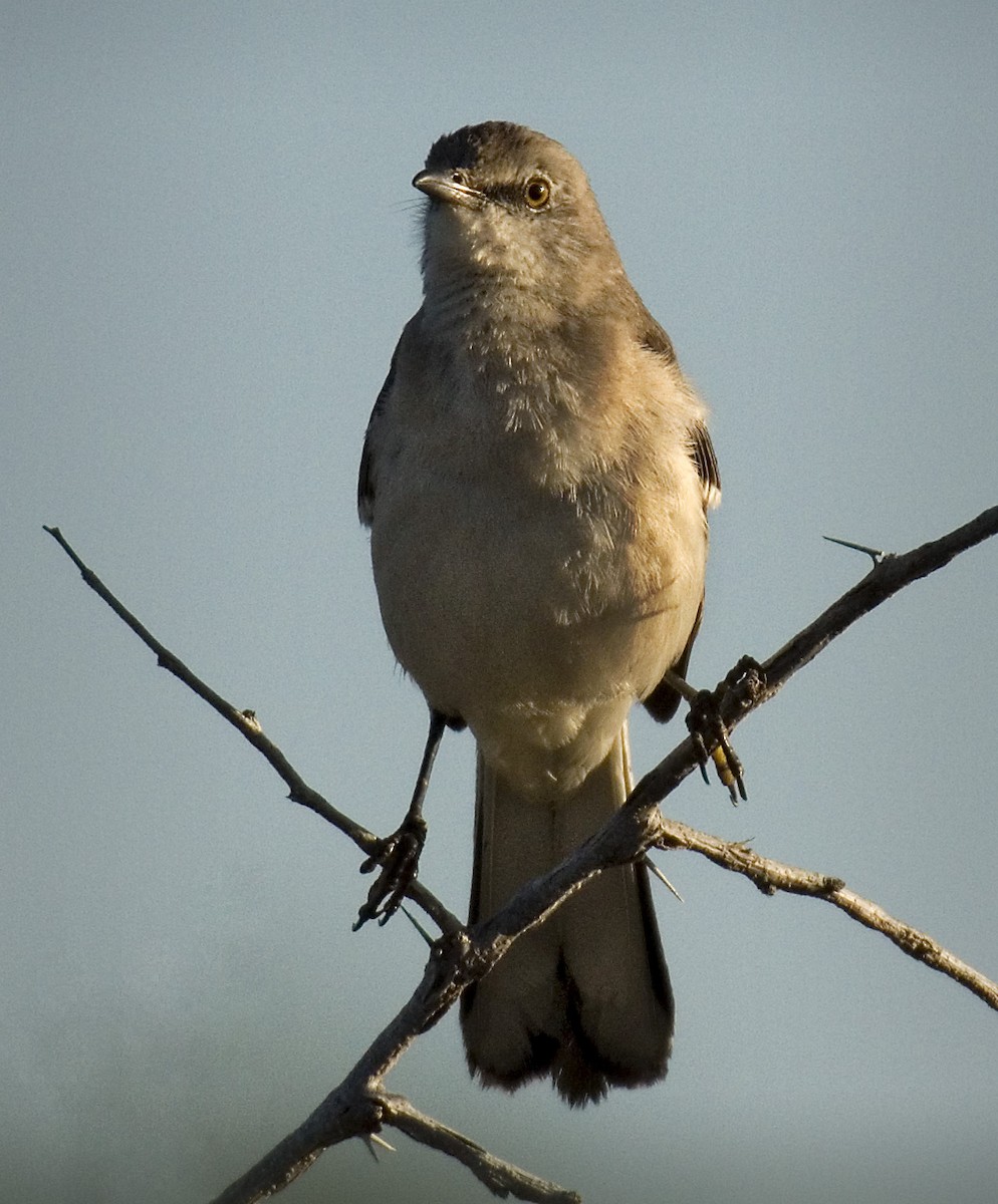 Northern Mockingbird - John Buttress