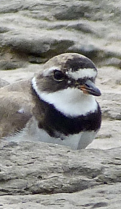 Common Ringed Plover - Rick Whitman