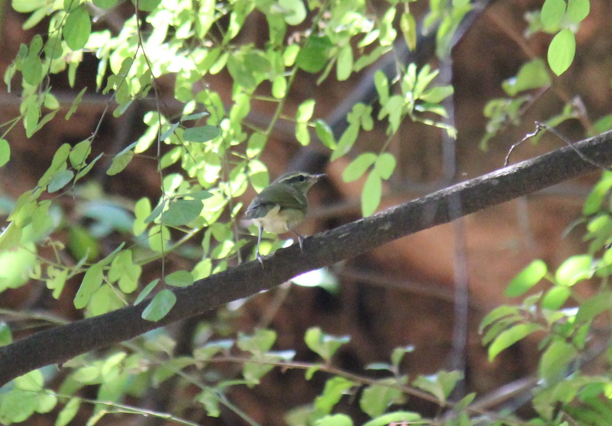 Large-billed Leaf Warbler - ML361330691