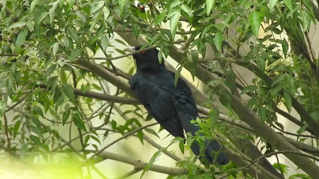 kukačka koel - ML361330901