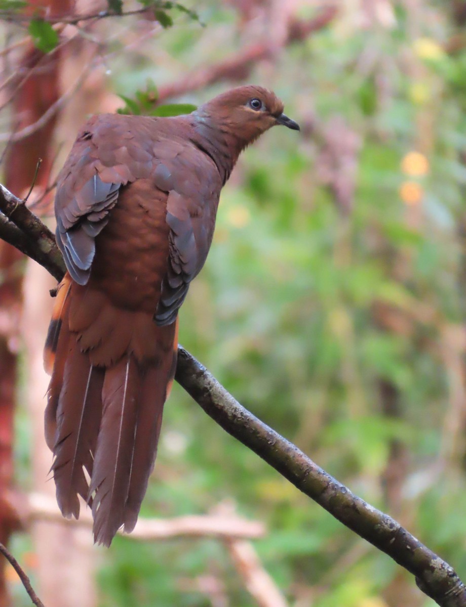 Brown Cuckoo-Dove - ML361330941