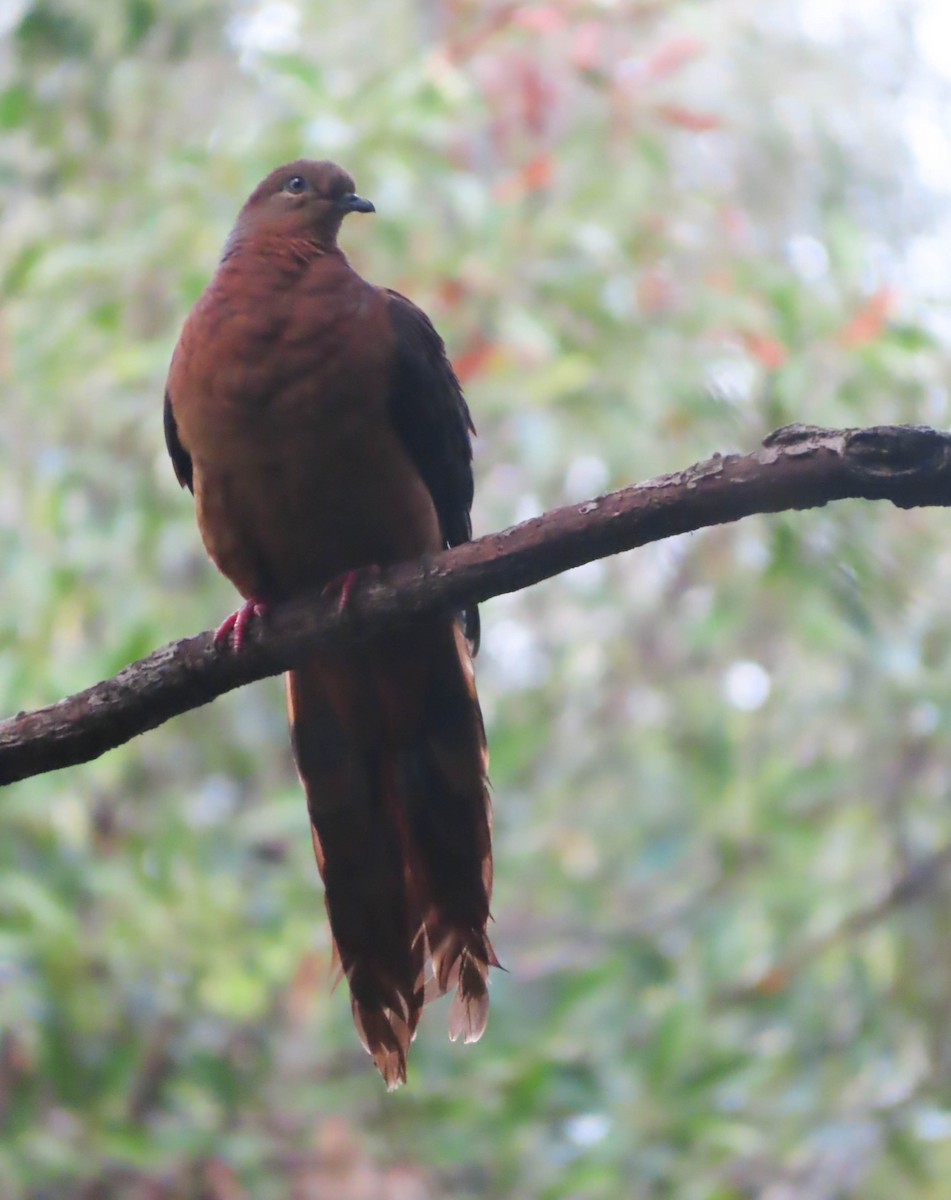 Brown Cuckoo-Dove - ML361330961