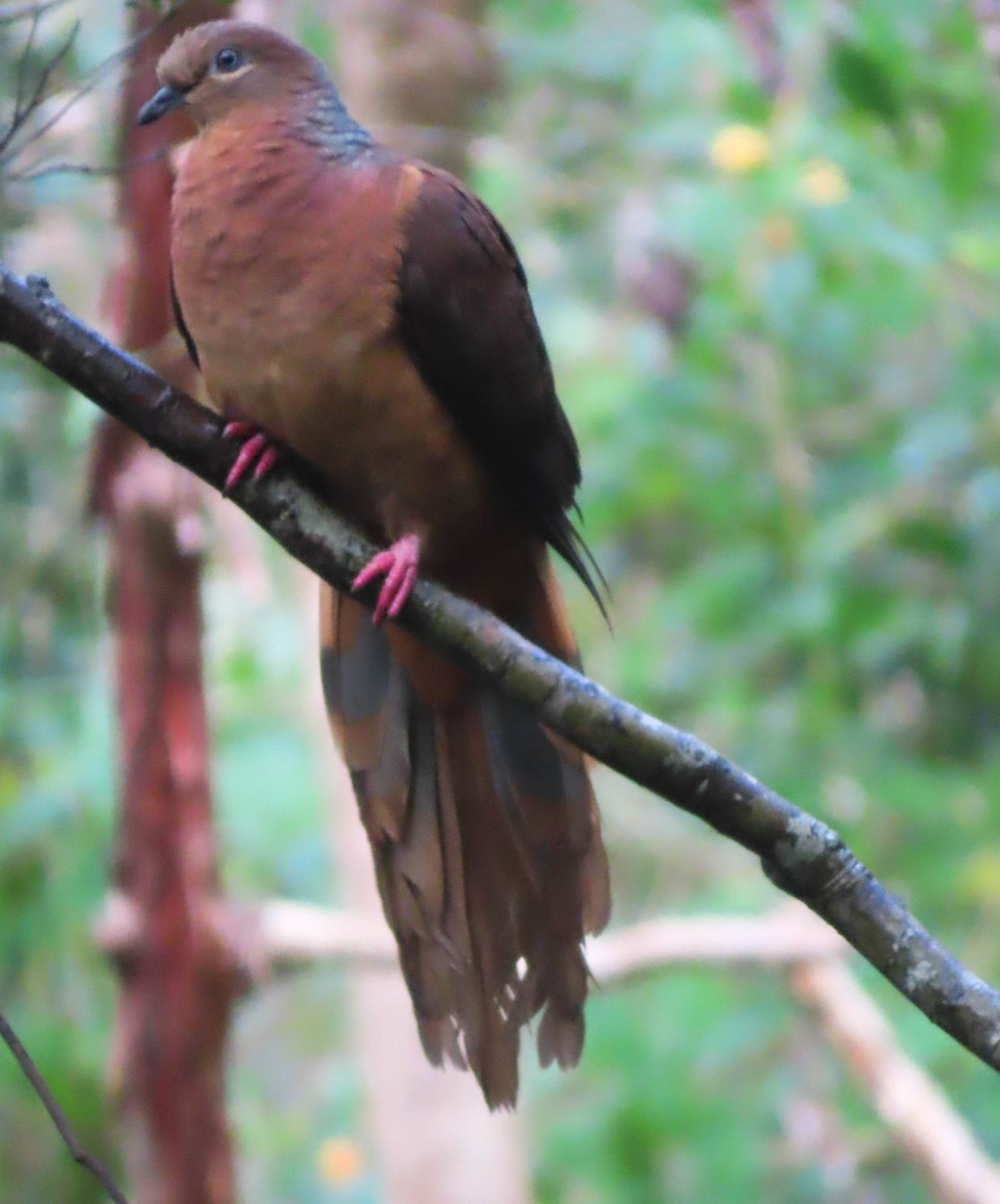 Brown Cuckoo-Dove - ML361330971