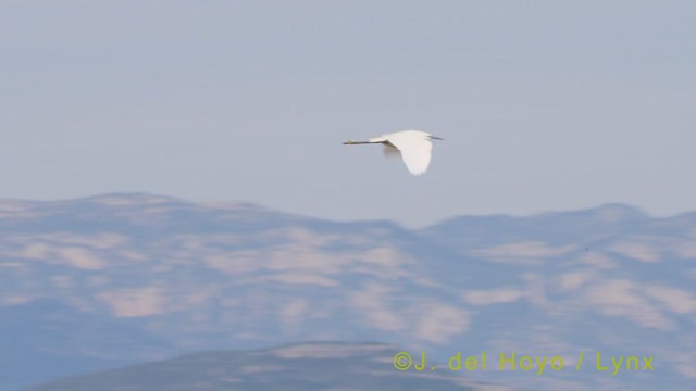 Little Egret (Western) - ML361331251