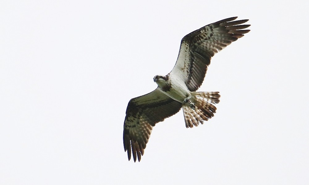 fiskeørn - ML361332601