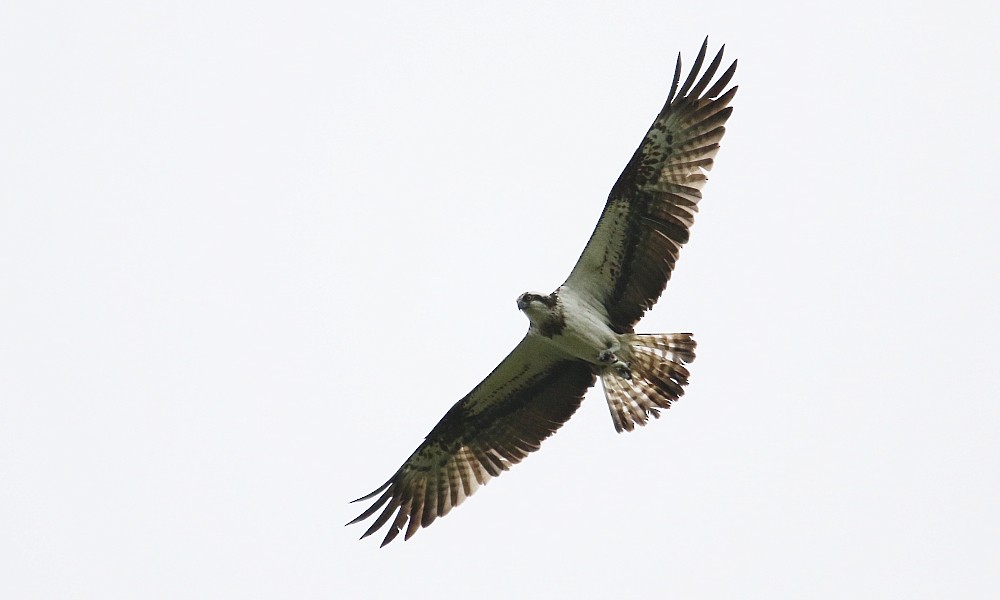 fiskeørn - ML361332611