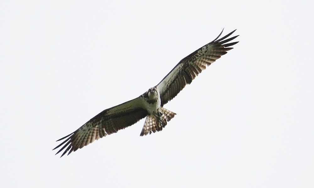 fiskeørn - ML361332621