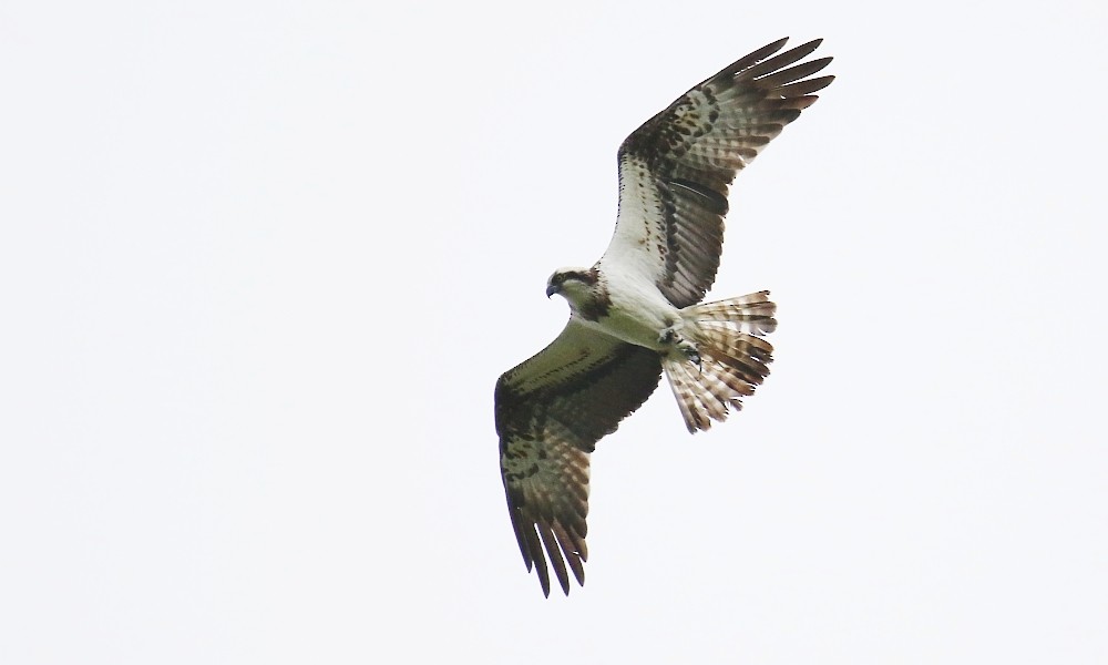 fiskeørn - ML361332631