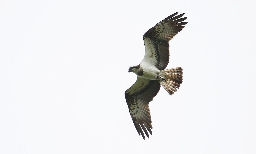 fiskeørn - ML361332641