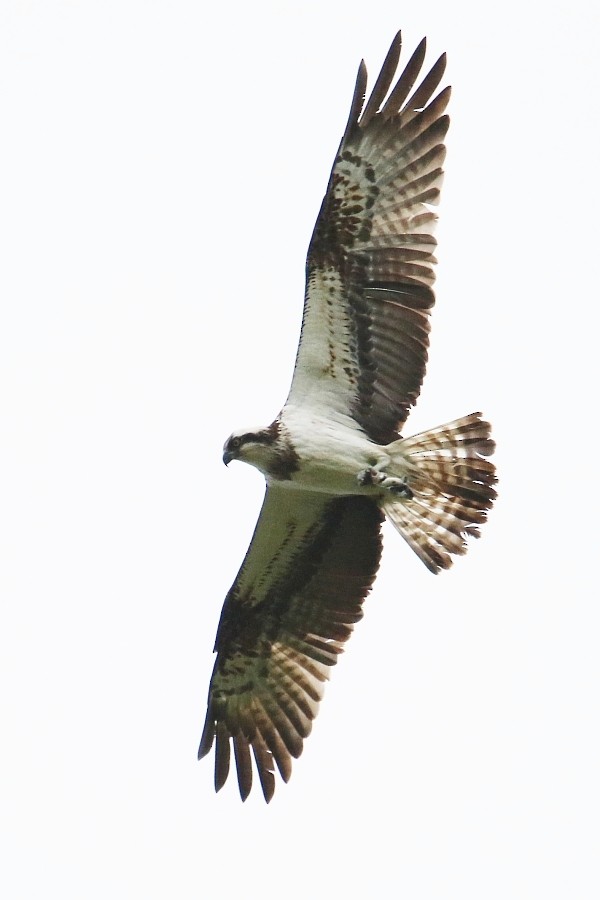 fiskeørn - ML361332701