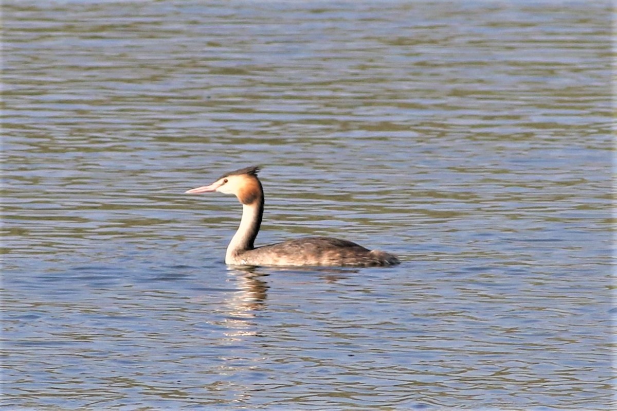 Great Crested Grebe - ML361332731
