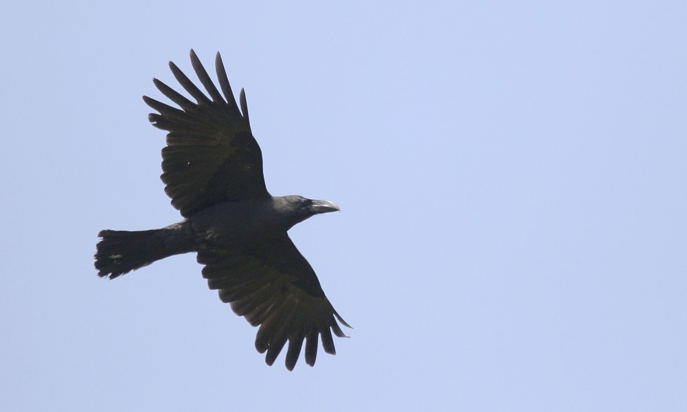 tykknebbkråke (macrorhynchos gr.) - ML361332741