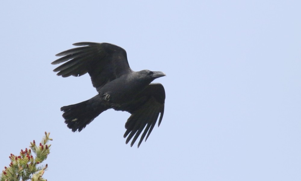 tykknebbkråke (macrorhynchos gr.) - ML361332761