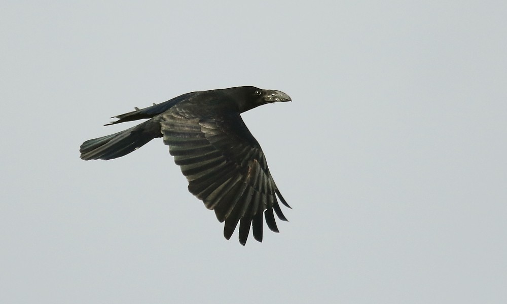 tykknebbkråke (macrorhynchos gr.) - ML361332771