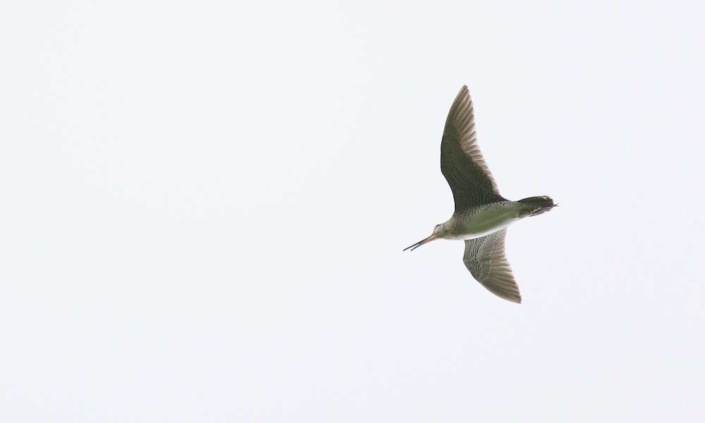 Latham's Snipe - ML361332831