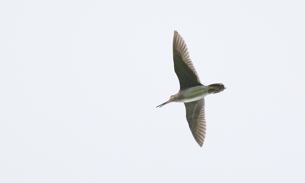 japanbekkasin - ML361332851