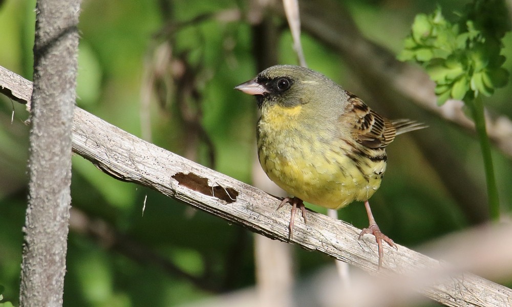 svartmaskespurv - ML361332901