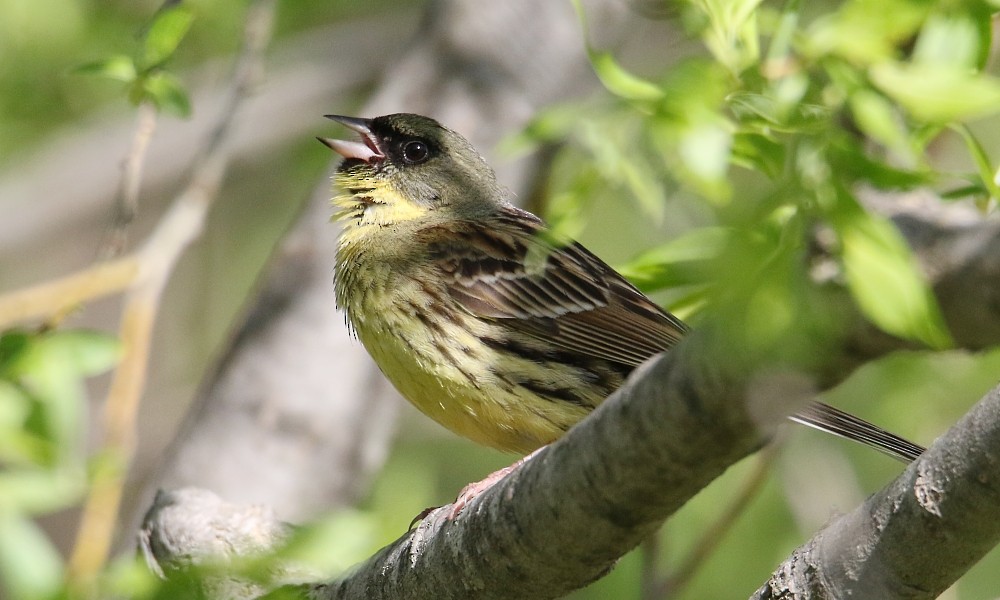 svartmaskespurv - ML361332911