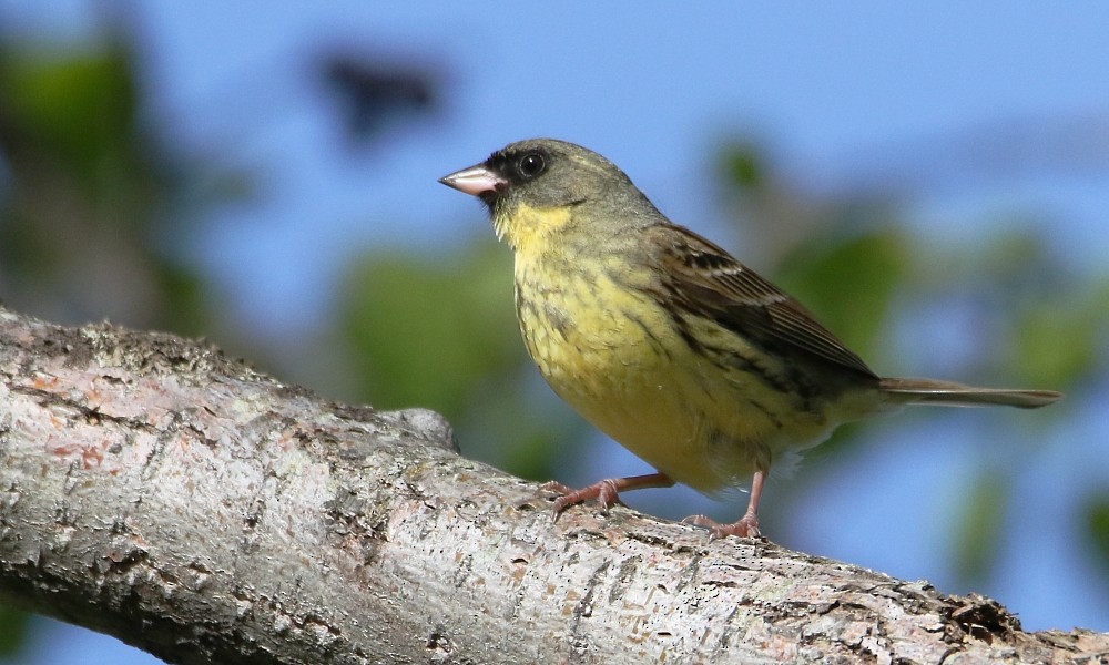 svartmaskespurv - ML361332931