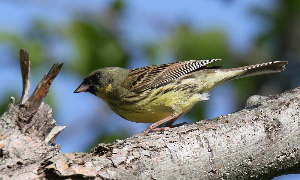 svartmaskespurv - ML361332941