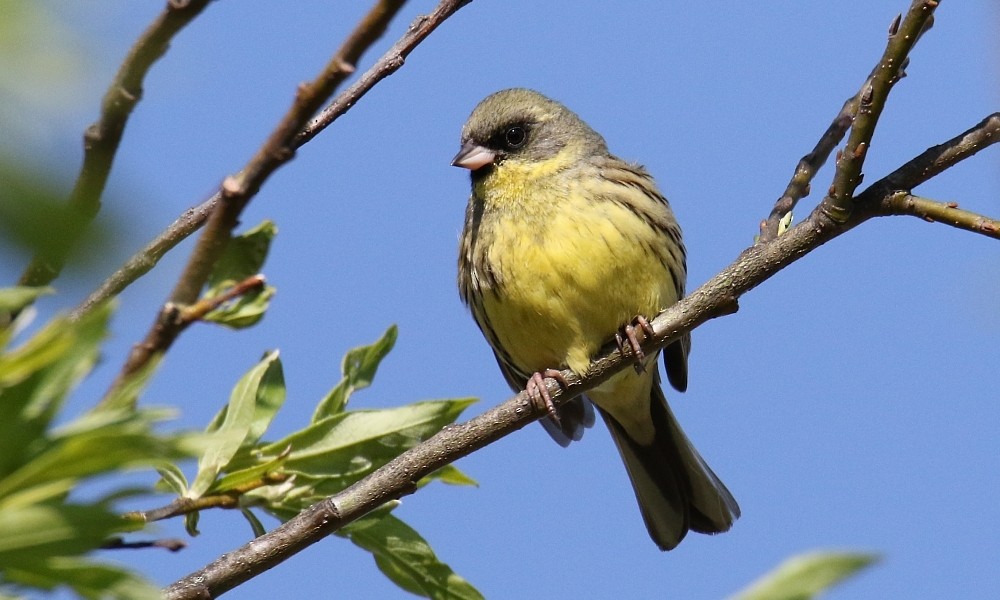 svartmaskespurv - ML361332961