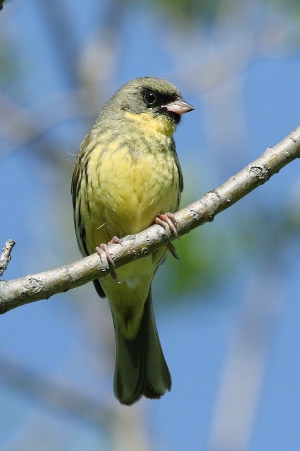 svartmaskespurv - ML361332981