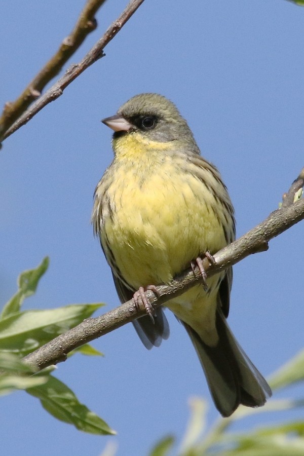 svartmaskespurv - ML361333001