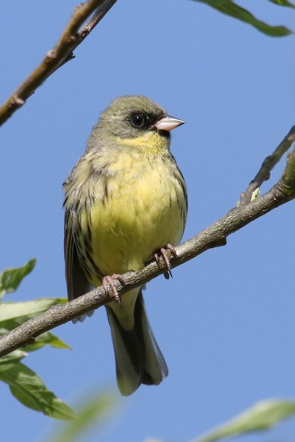 svartmaskespurv - ML361333011