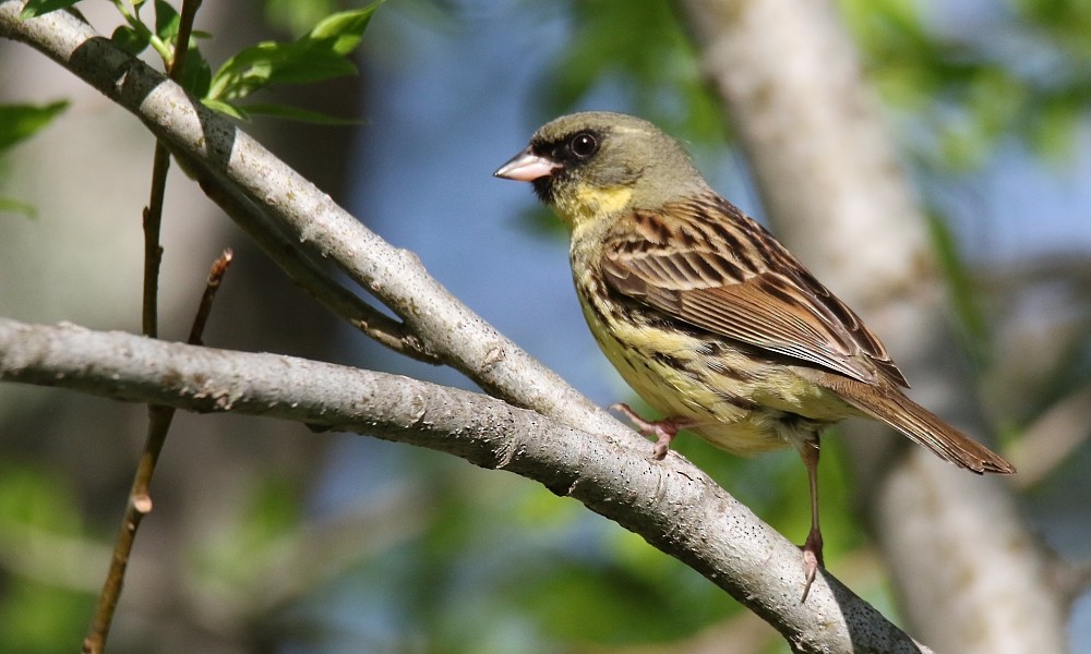 svartmaskespurv - ML361333021