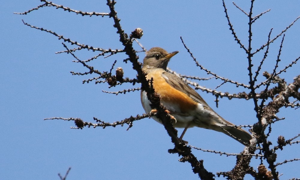 brunhodetrost - ML361333071