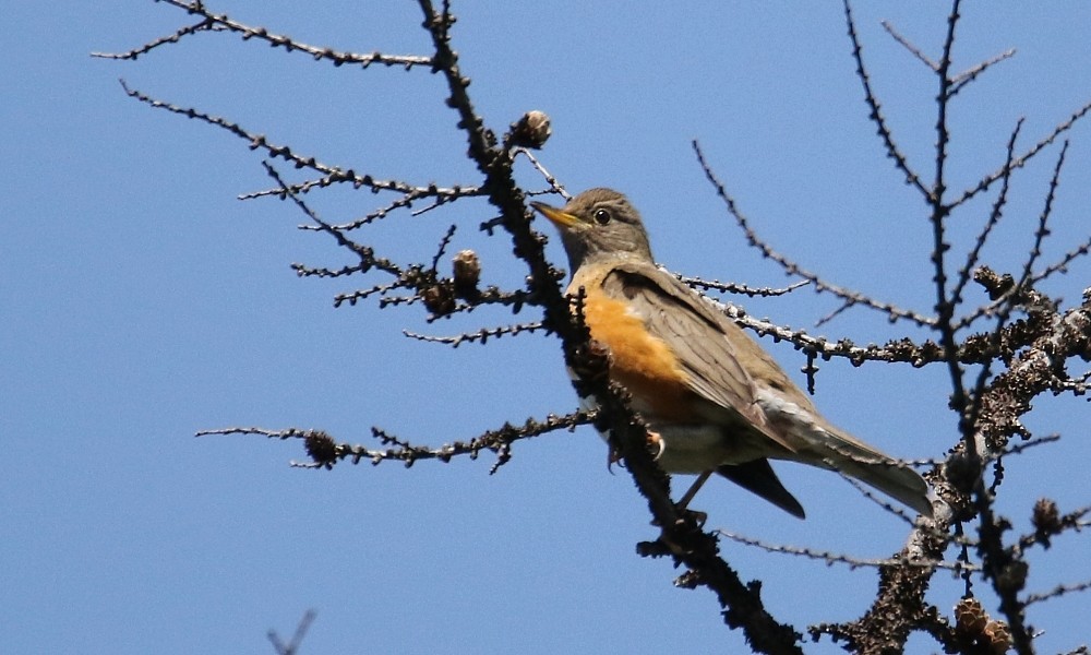 brunhodetrost - ML361333081