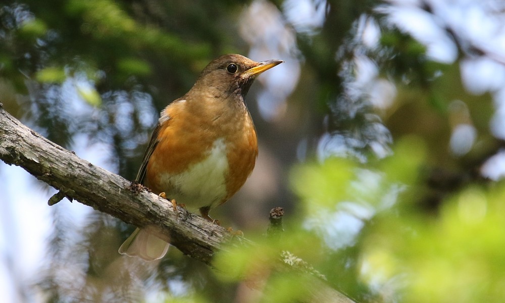 brunhodetrost - ML361333091