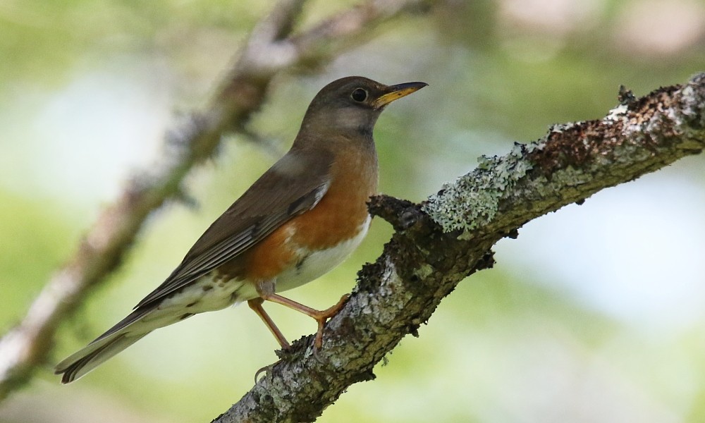 brunhodetrost - ML361333101