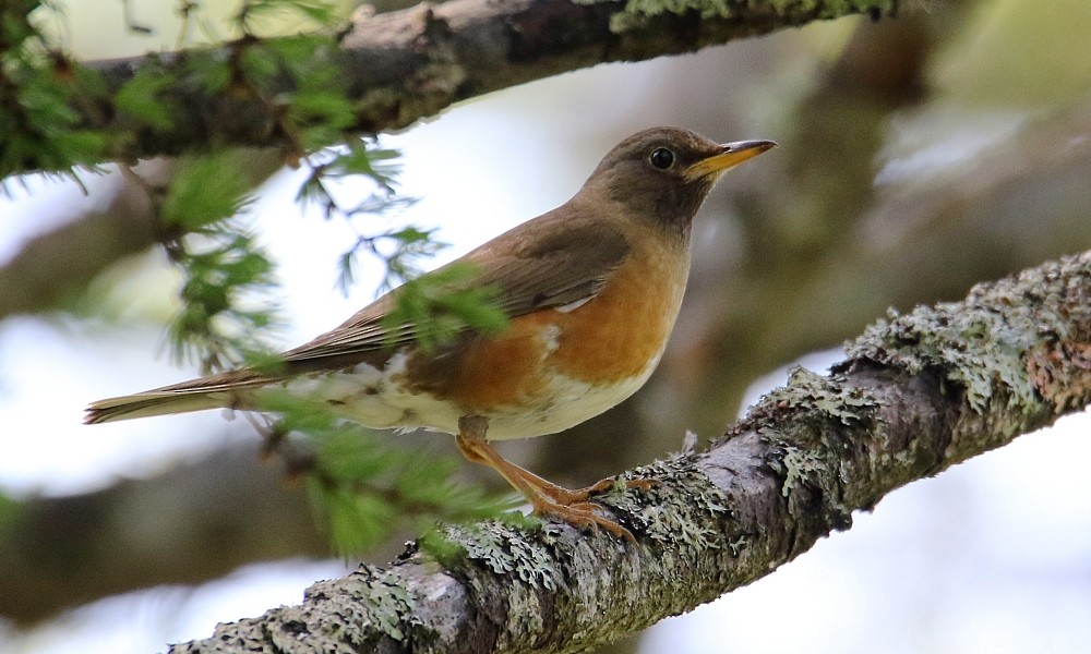 brunhodetrost - ML361333111