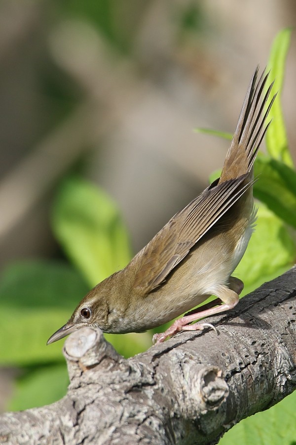 Sakhalin Grasshopper Warbler - ML361333231