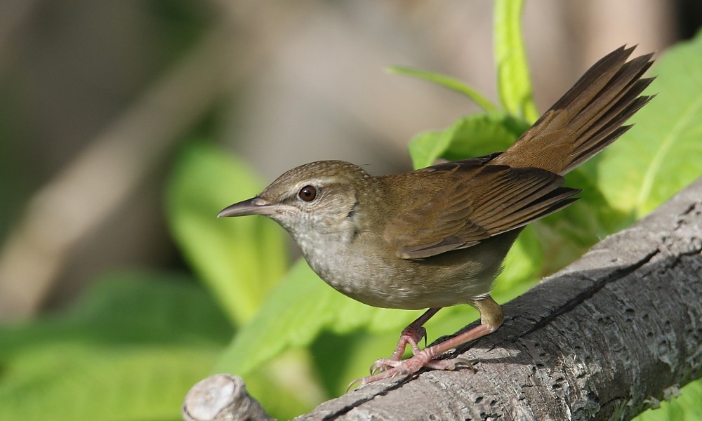 Sakhalin Grasshopper Warbler - ML361333251