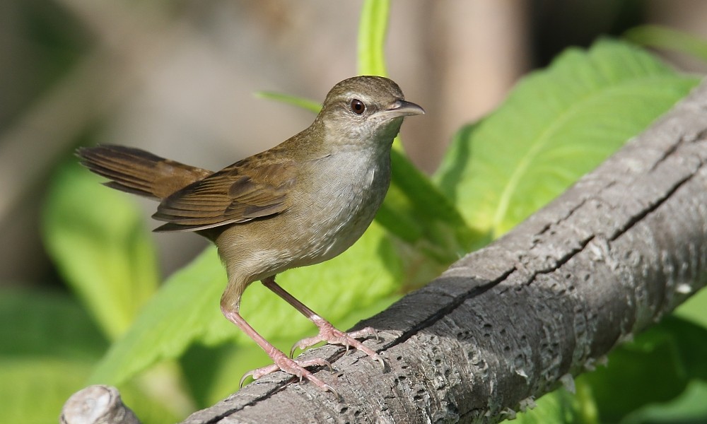 Sakhalin Grasshopper Warbler - ML361333261