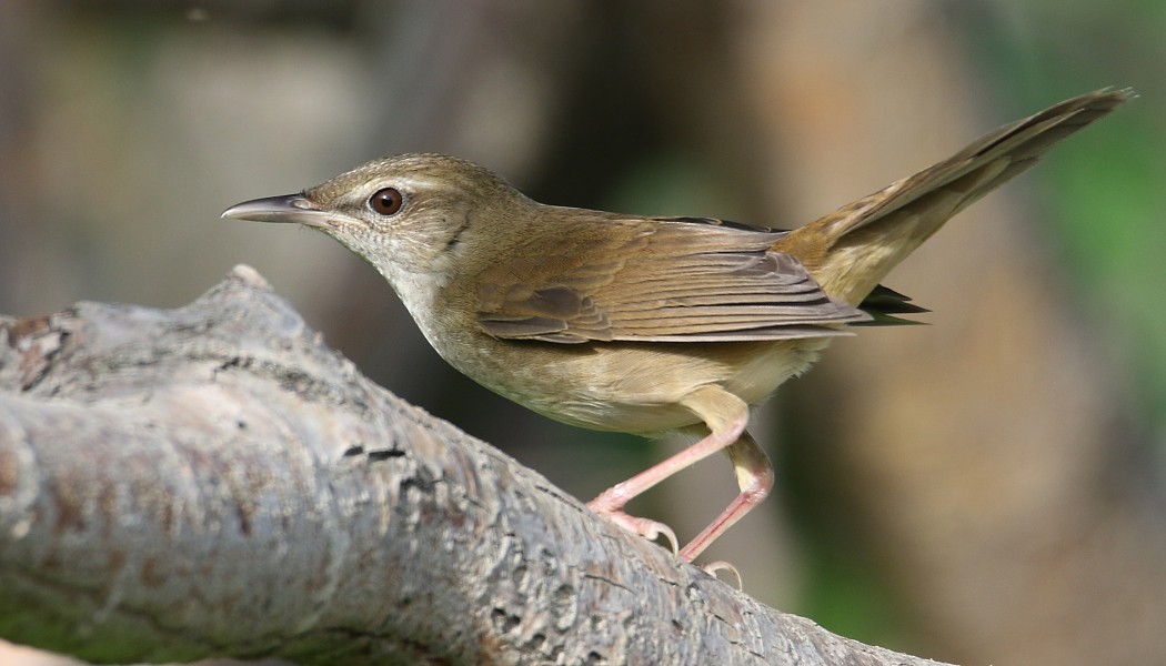 Sakhalin Grasshopper Warbler - ML361333281