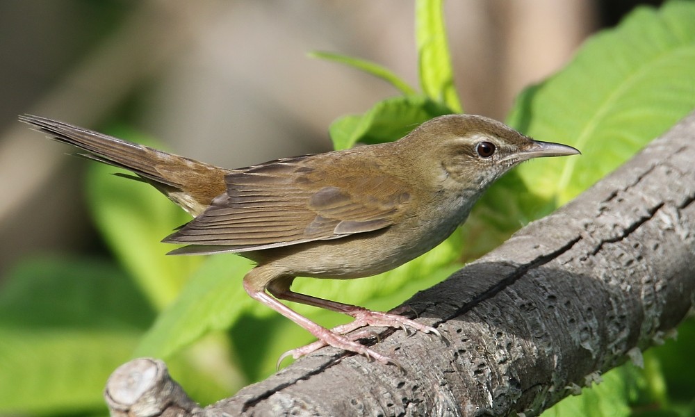 Sakhalin Grasshopper Warbler - Pavel Parkhaev