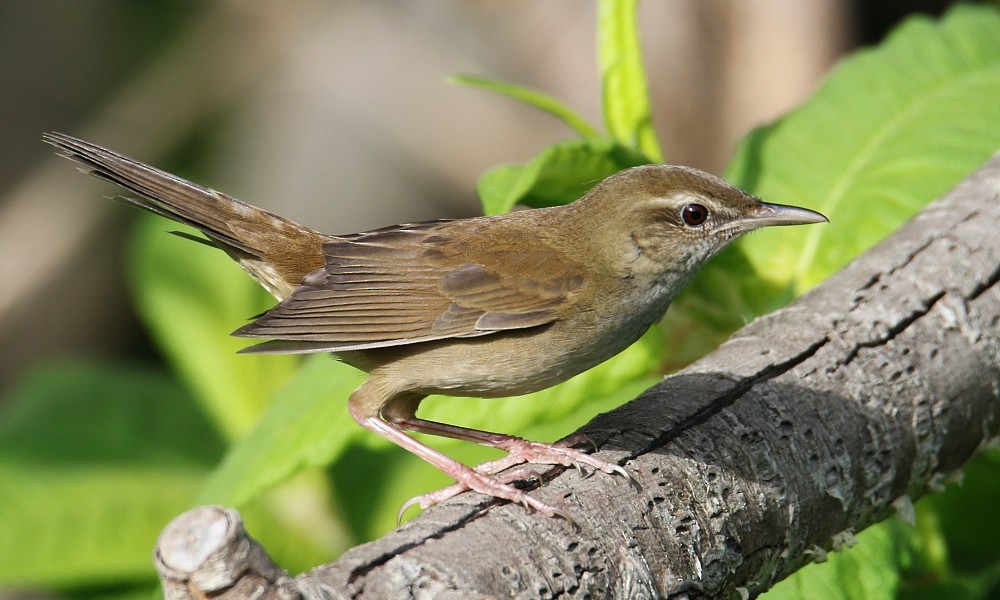 Sakhalin Grasshopper Warbler - ML361333311