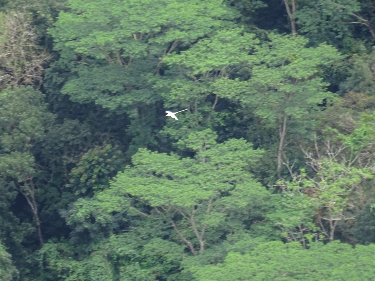 White-tailed Tropicbird - ML361333701