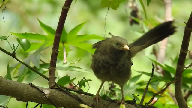 Yellow-billed Babbler - ML361334141