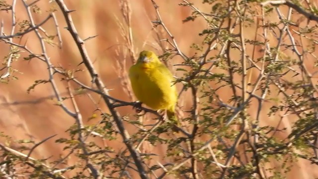 Holub's Golden-Weaver - ML361335261