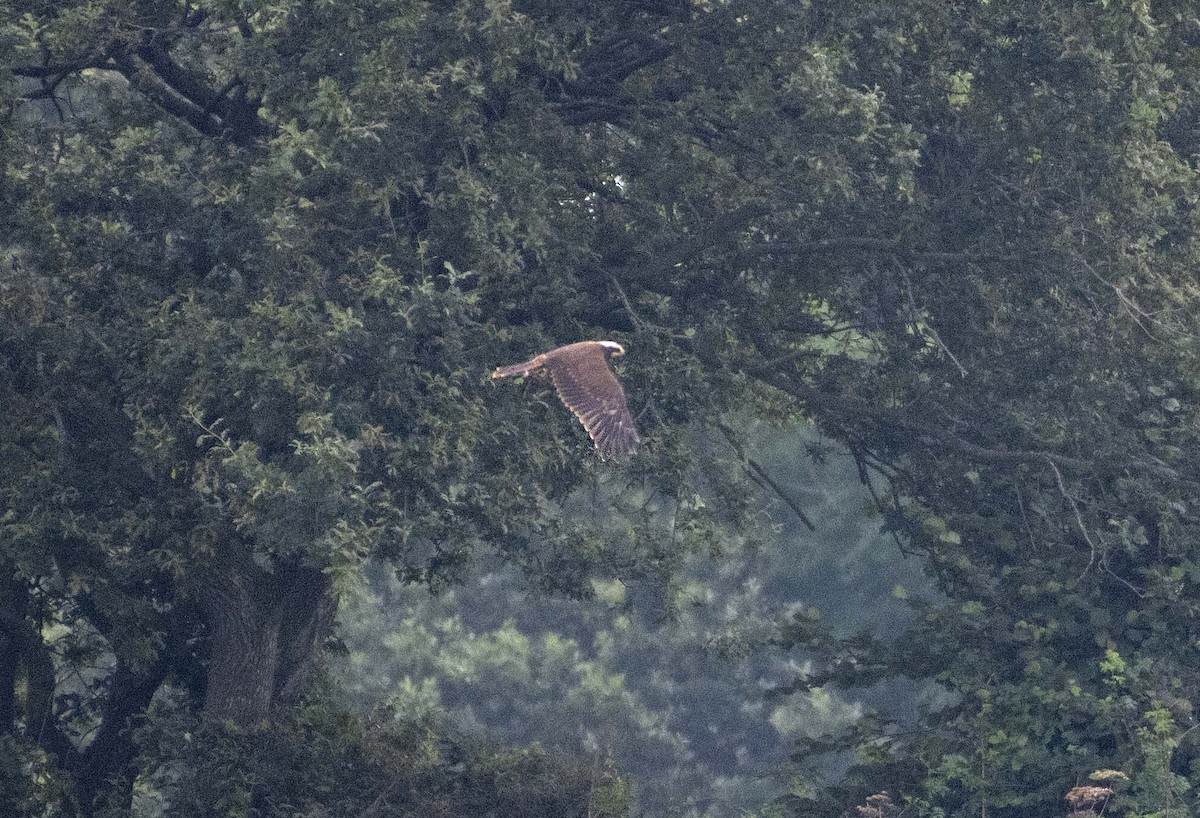 Western Marsh Harrier - ML361335341