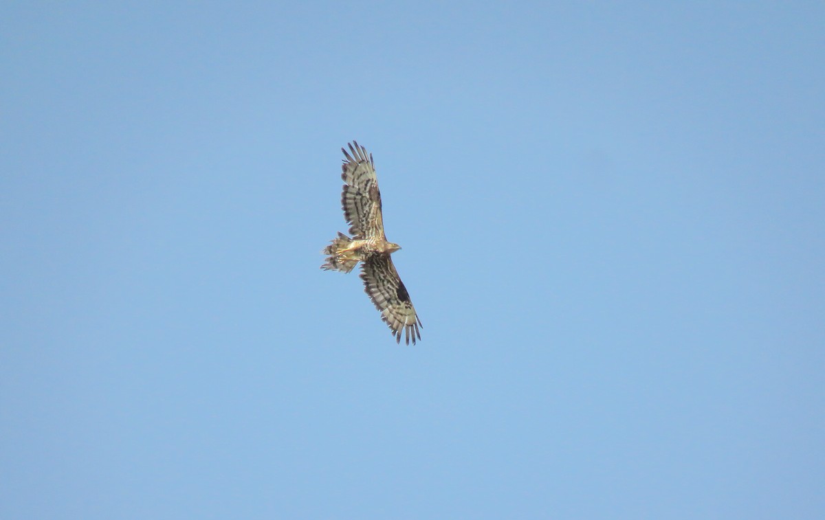 European Honey-buzzard - ML361335401