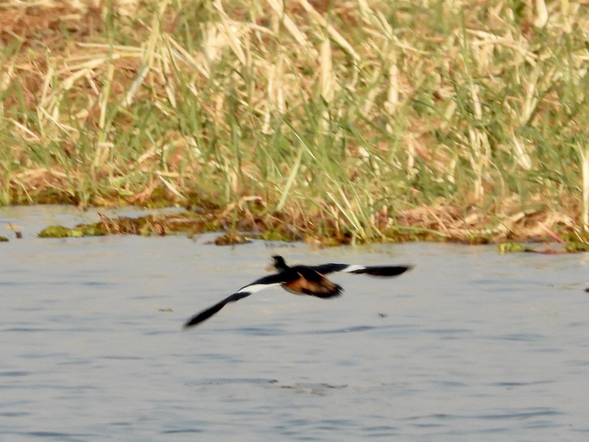 アフリカマメガン - ML361335511