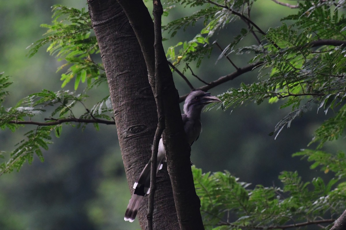 Indian Gray Hornbill - ML361336301